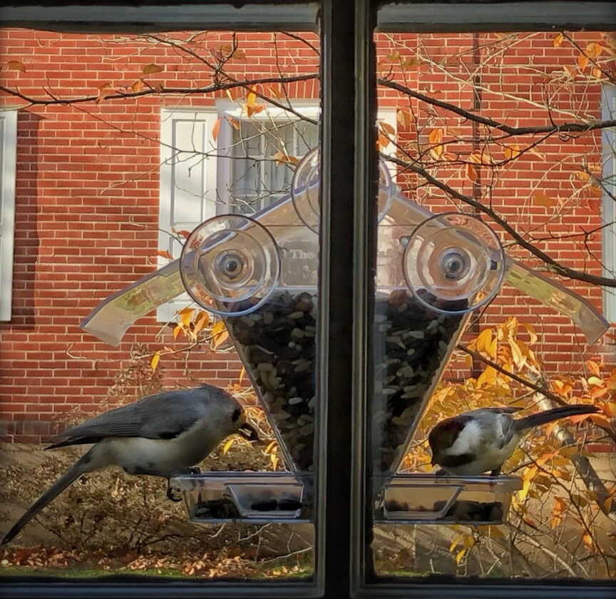 One way to help birds this winter? Clean the feeders News, Sports